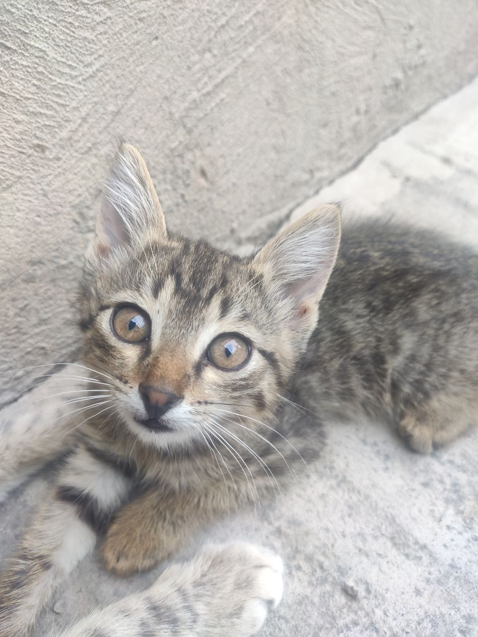 Mushuk bolalari yaxshi qo'llarga Xadiyaga beriladi