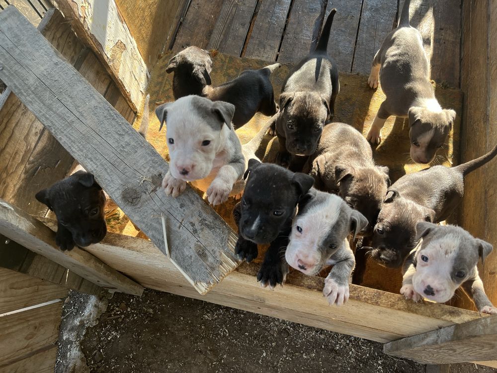 American bully standart