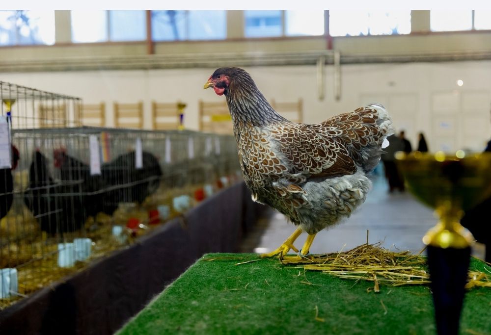 Ouă pt incubat wyandotte albastru auriu