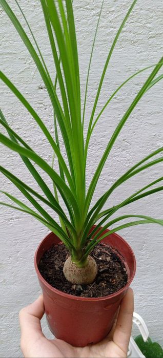 Нолины. Экзотическое растение с каудексом. Цветы для дома и офиса.