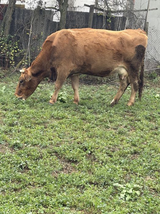 Vacă gestantă de vânzare