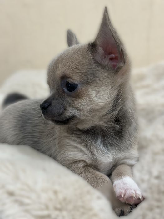 Продается Чихуахуа Мини