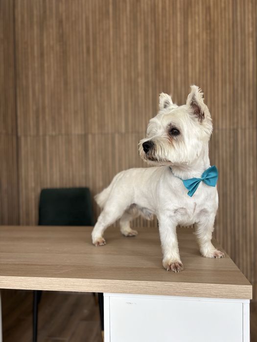 Frizerie canina / infrumusetare canina / grooming catei