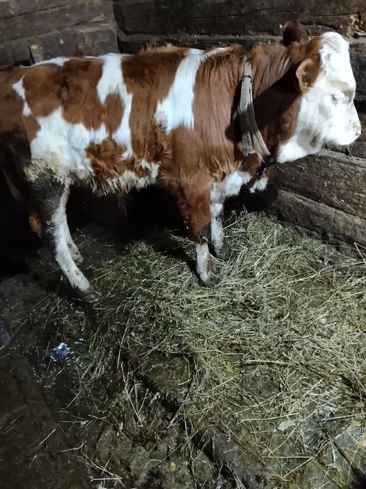 Vițel bălțat de vânzare