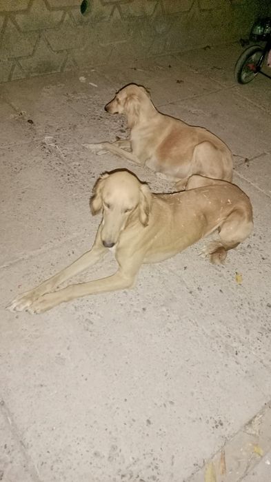 Тазы,собака охотничая