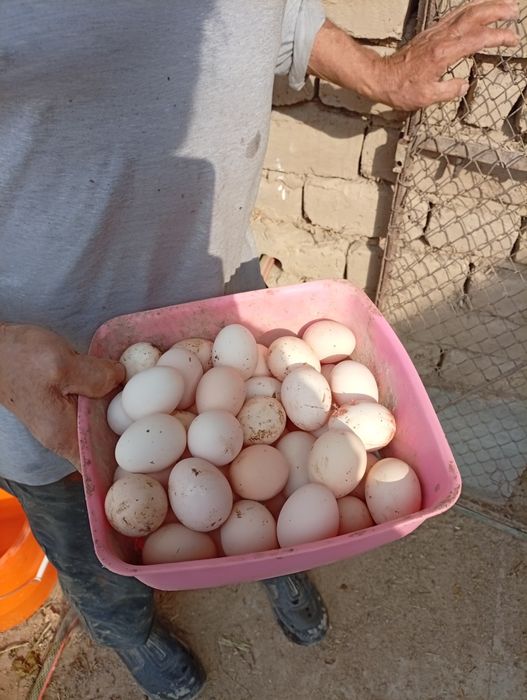 Яйца-Домашняя продукция.