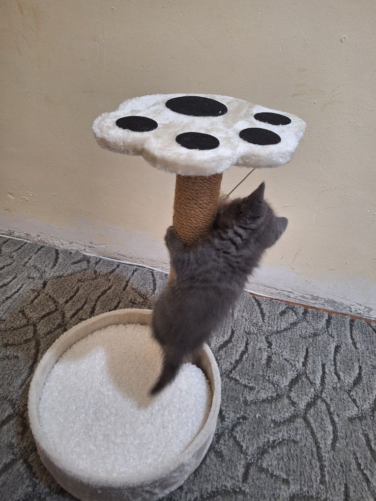 Катерушка за котки
