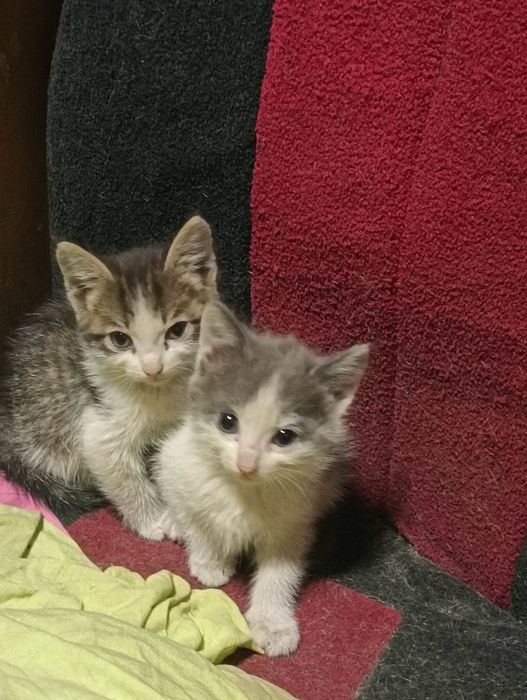 Отдам котят в хорошие руки