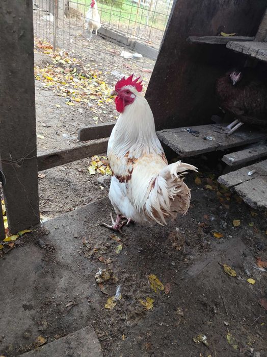 Cocosi și puicuțe disponibile