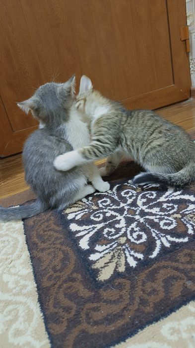 Кошки бесплатно отдам даром