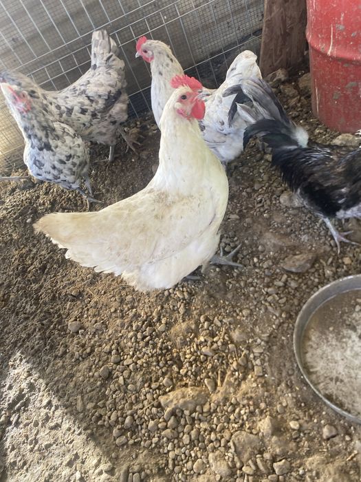 Gaina australorp alba