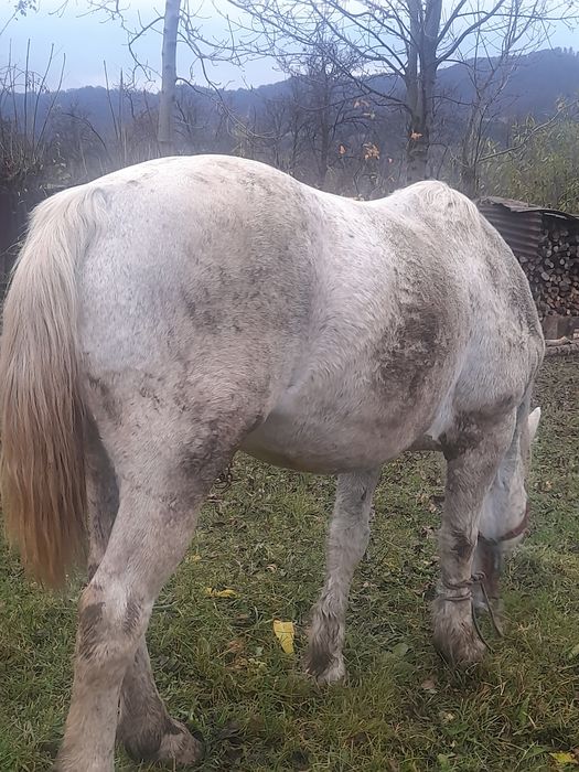 Vând  iapã de 8 ani  garantata de tras