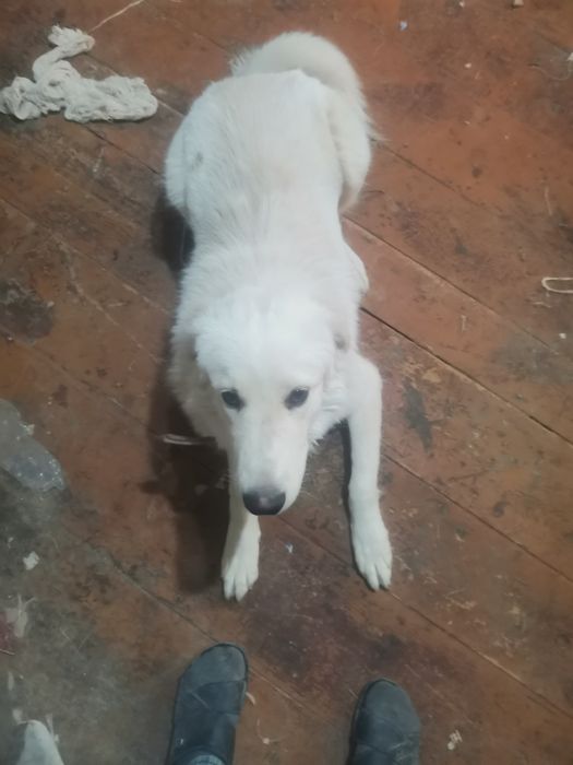 Продаётся собака Ретвирер альбинос