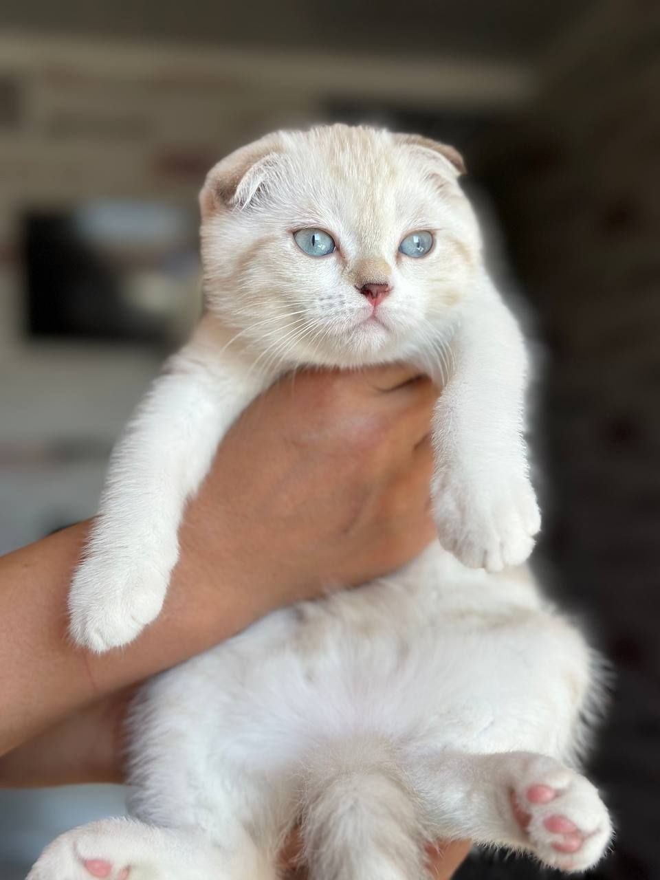 Шиншилла фолд киз