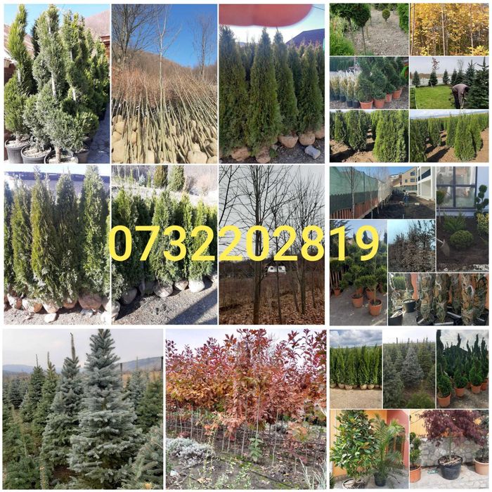 Vând mesteacăn, tei, fag, stejar, paltin, platan, arbuști ornamentali