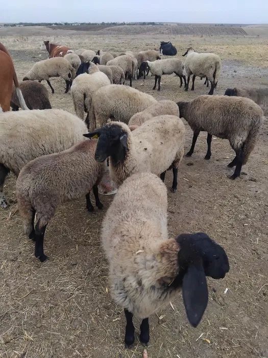 Vand urgent oi carabase