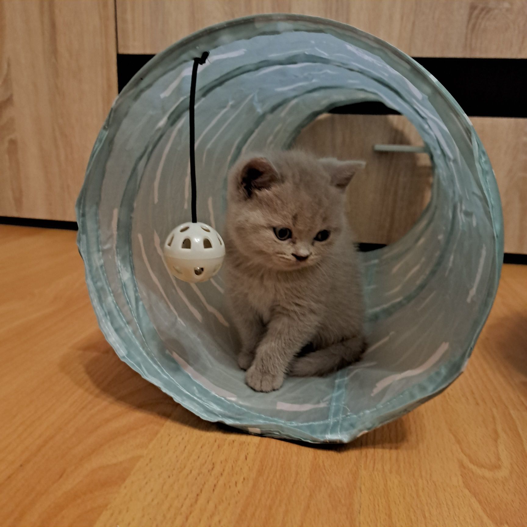 Pisici British shorthair