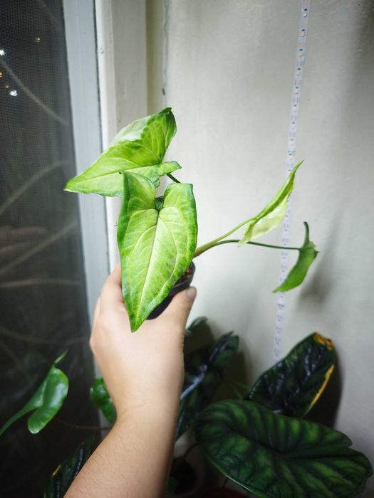 Комнатные растерия