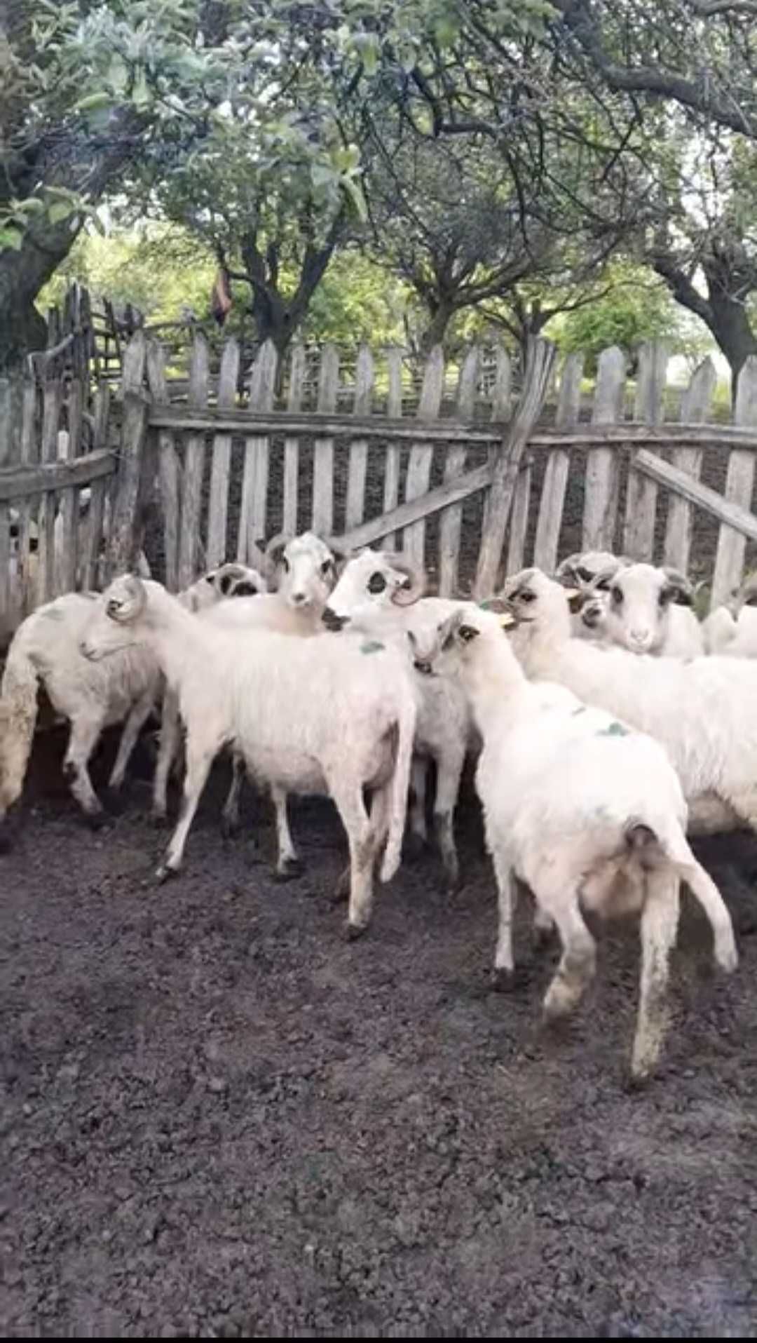 Vand oi turcane de tinut