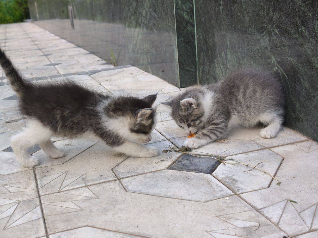 4 ta mushuk mehribon qollarga beriladi 2 ta qiz, 2 ta ogil