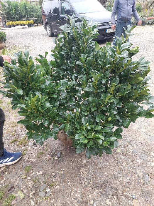 Vând plante ornamentale