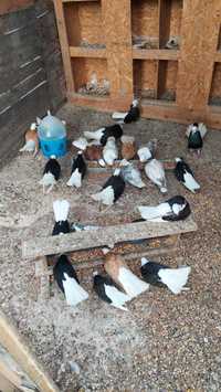 Белослатински белоглави гълъби продавам