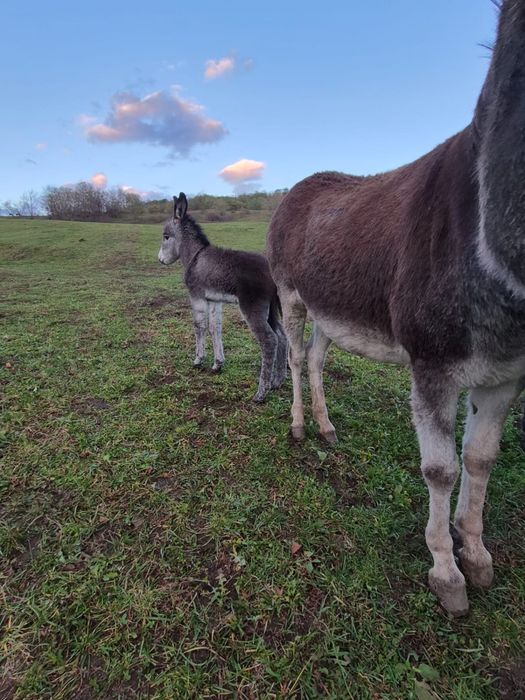 Magarita de vanzare cu pui