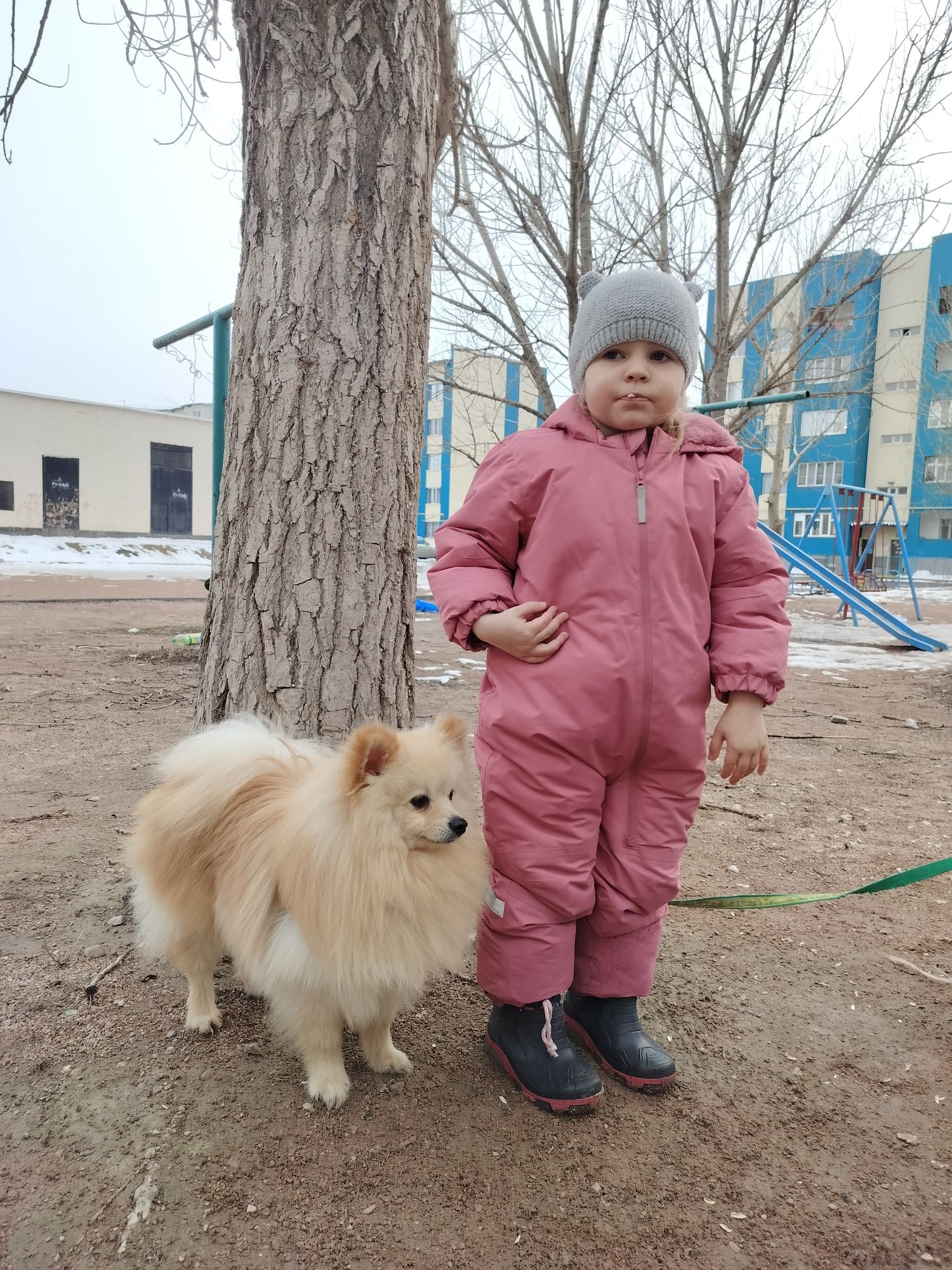 Шпиц ищет девочку