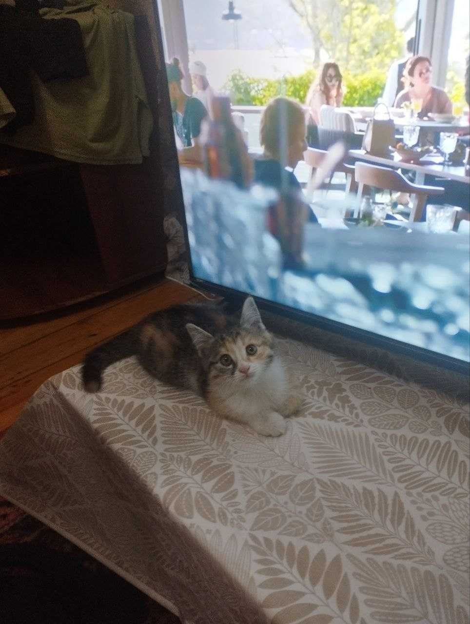 Отдаю котёнка в хорошие руки