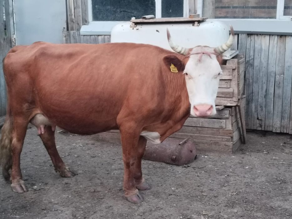 Продам  корова молочная