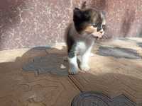 Продается кошки британский короткий шерстяная голубоглазые