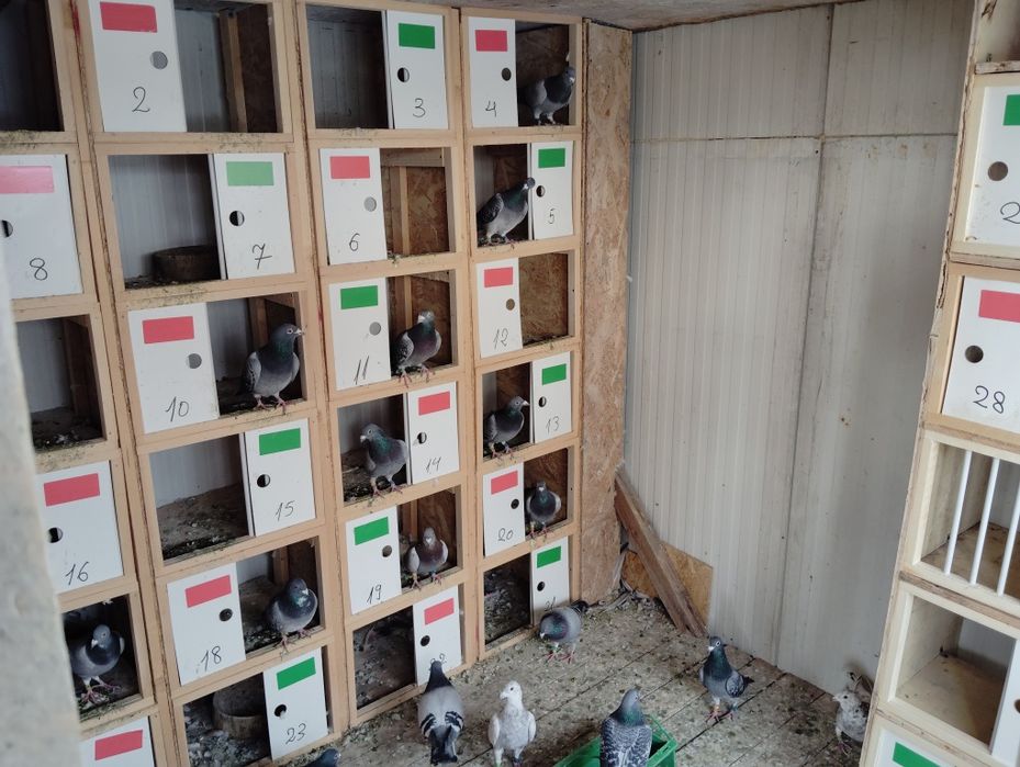 De vânzare porumbei voiajori