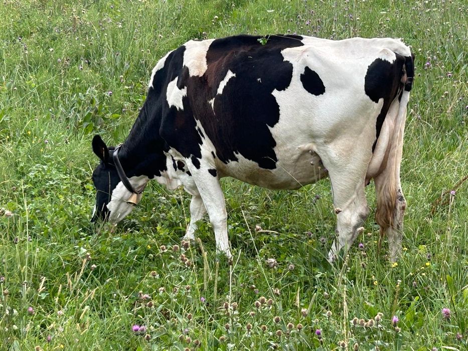 Vând 2 vaci împreună sau separat