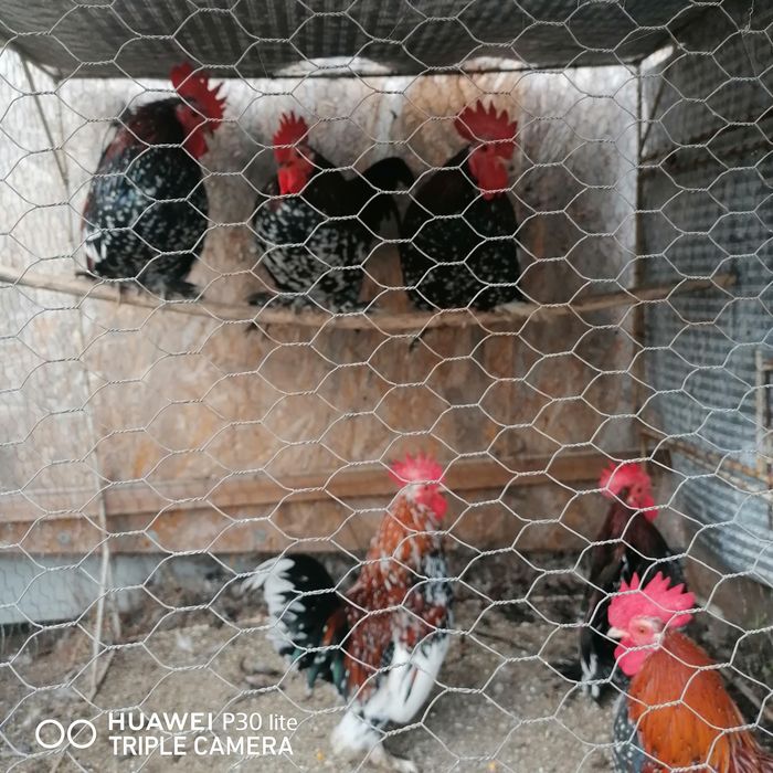 Gainuse și cocoșei pitici