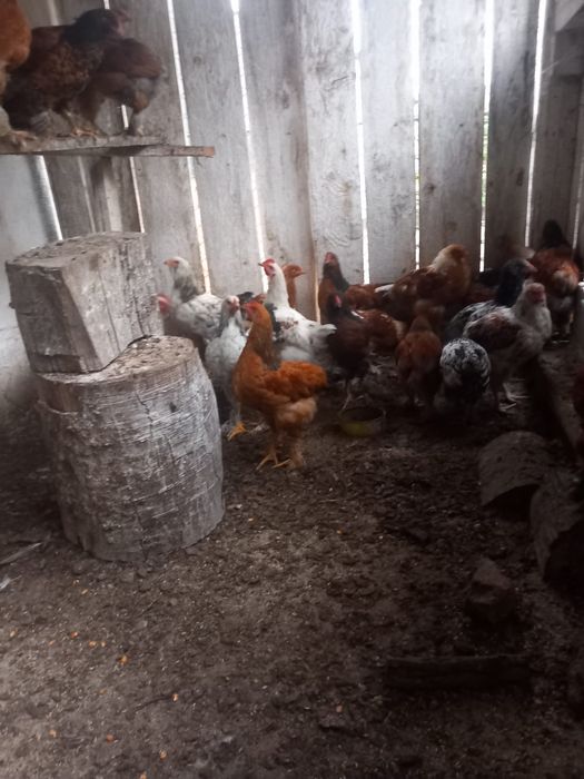 Pui de casa de vanzare