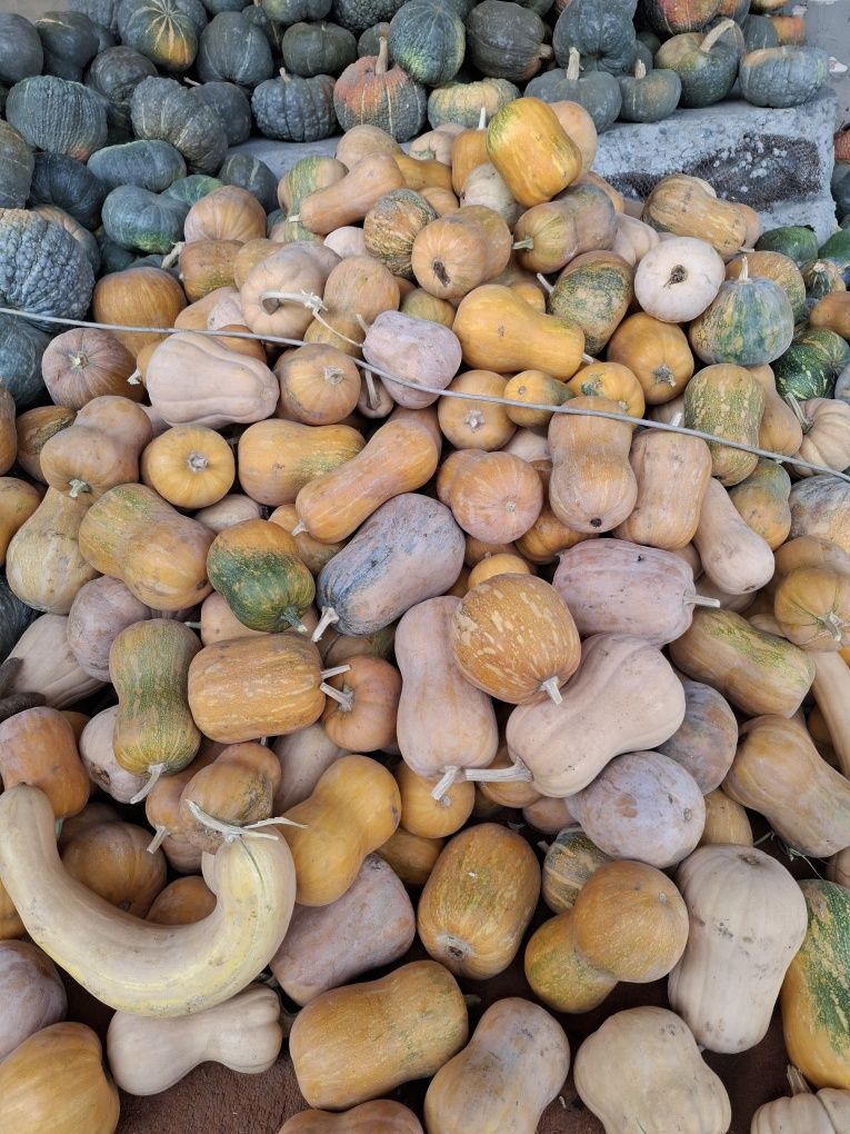 Продам мантную тыкву