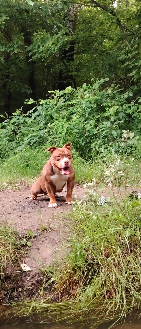 Ocazie! American bully calitate superioară ABKC