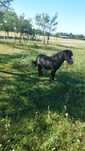Vând ponei armăsar rasă appaloosa
