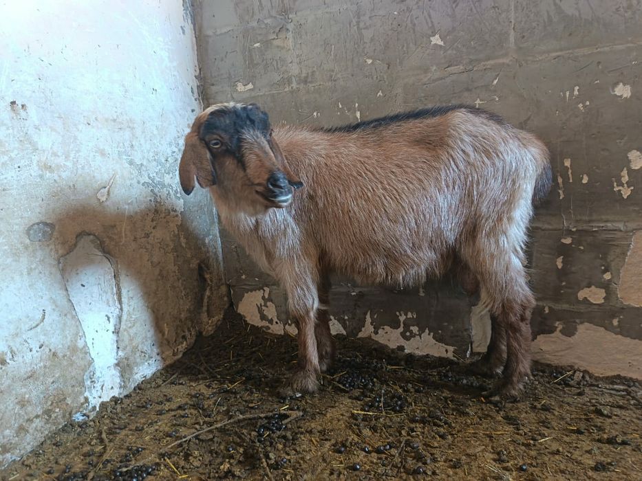 Эчки сотилади...