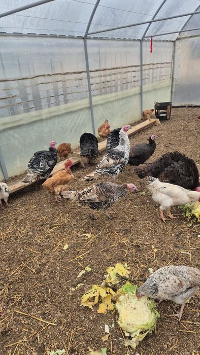 Păsări de curte  crescute natural