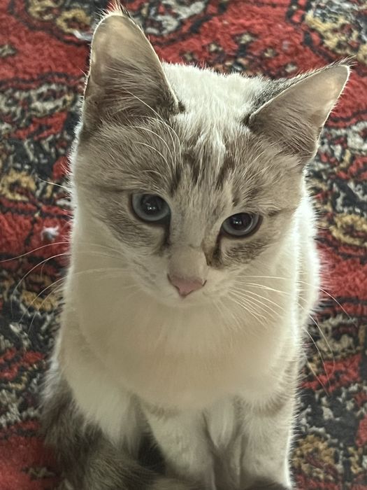 Mushuk siyamskiyni bolasi