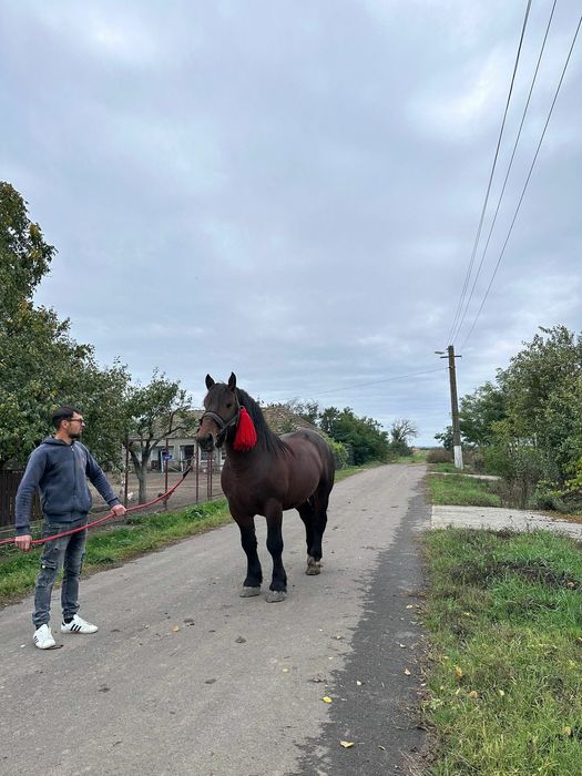 Vand mânz de doi ani jumate.