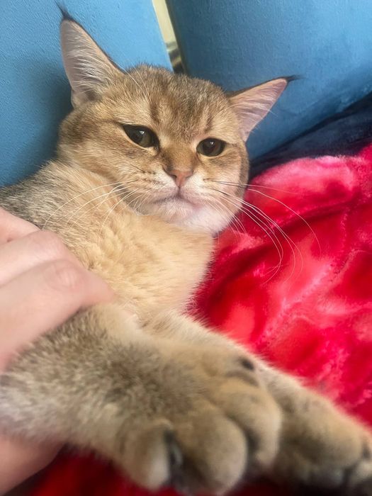 Король на вязку. Золотая шыншылла