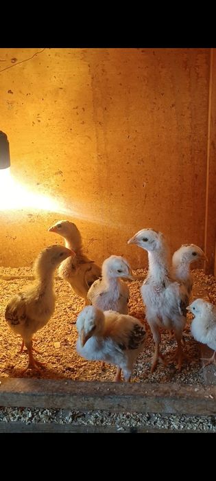 Dakan jojala sotiladi