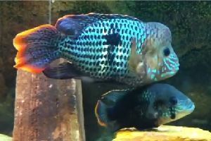 Акара  бирюзовая