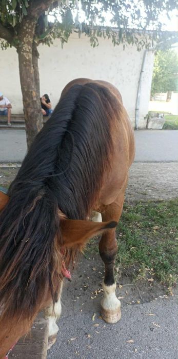 Vând mânz bun pret60 negociabil