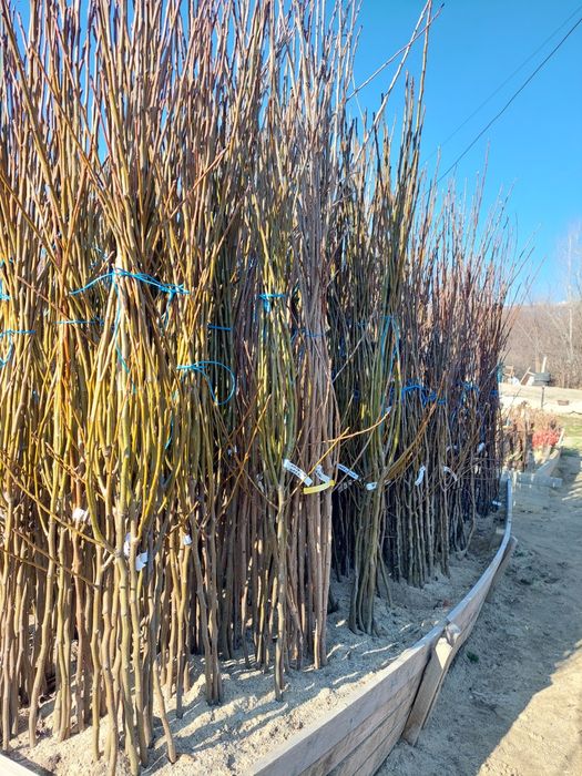 Pomi altoiti si vita de vie