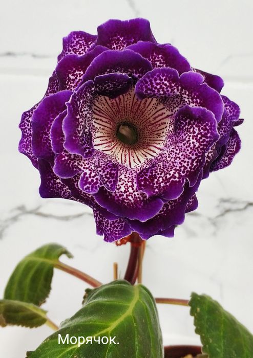 Цветущие глоксинии.