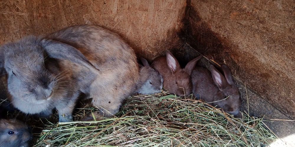 Vand iepuri rasa mixta