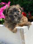 Shih-tzu shitzu 600 lei